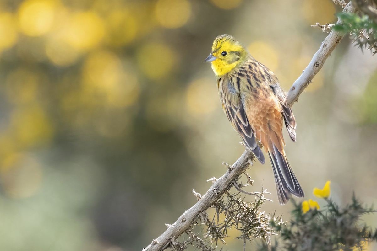 Yellowhammer - ML616896627