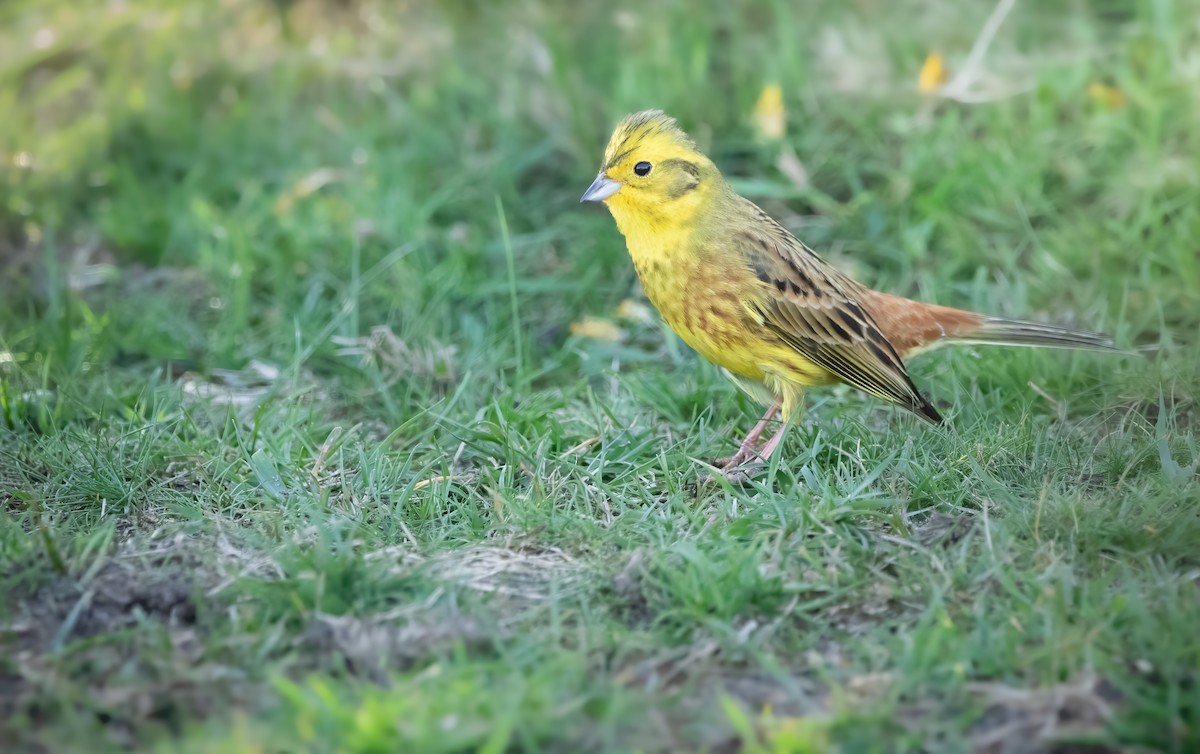 Yellowhammer - ML616896633