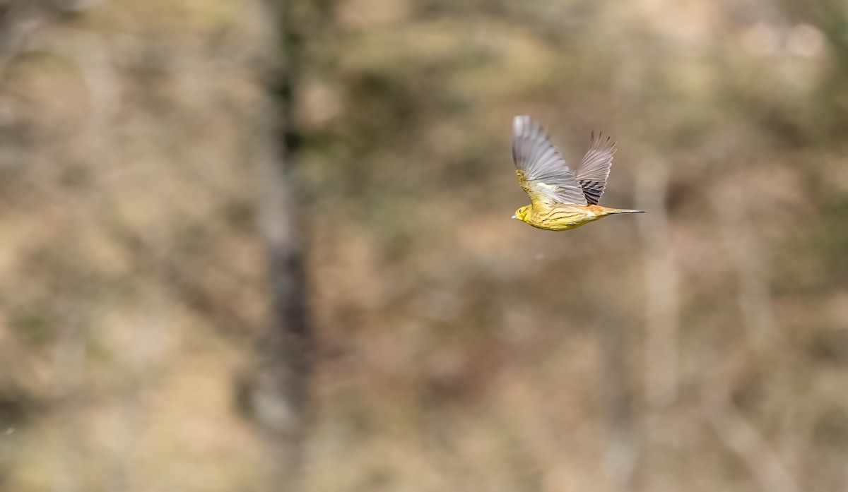 Yellowhammer - ML616896646