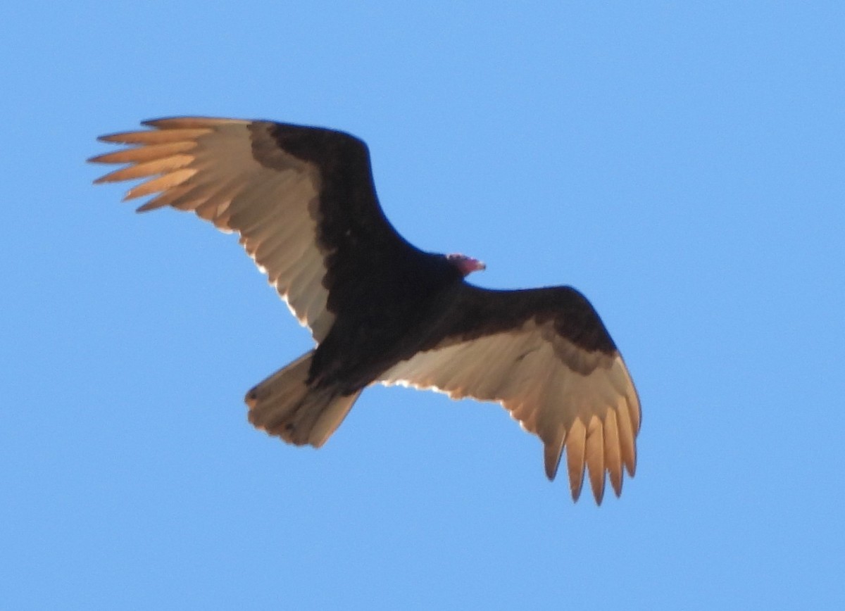 Turkey Vulture - ML616896666