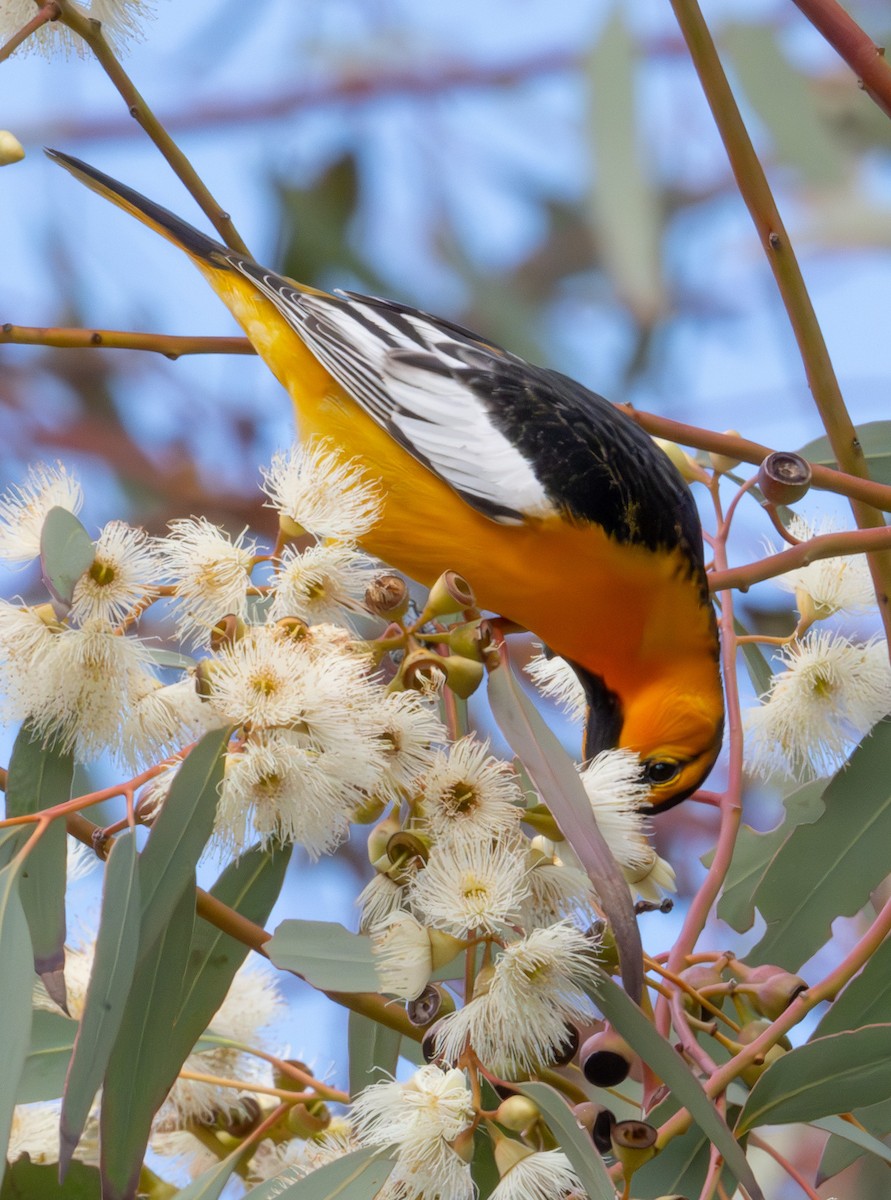 Oriole de Bullock - ML616896740