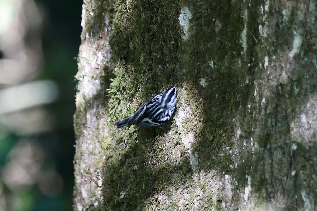 Black-and-white Warbler - Martin Hosier