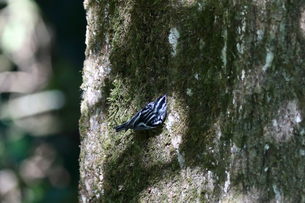 Black-and-white Warbler - Martin Hosier