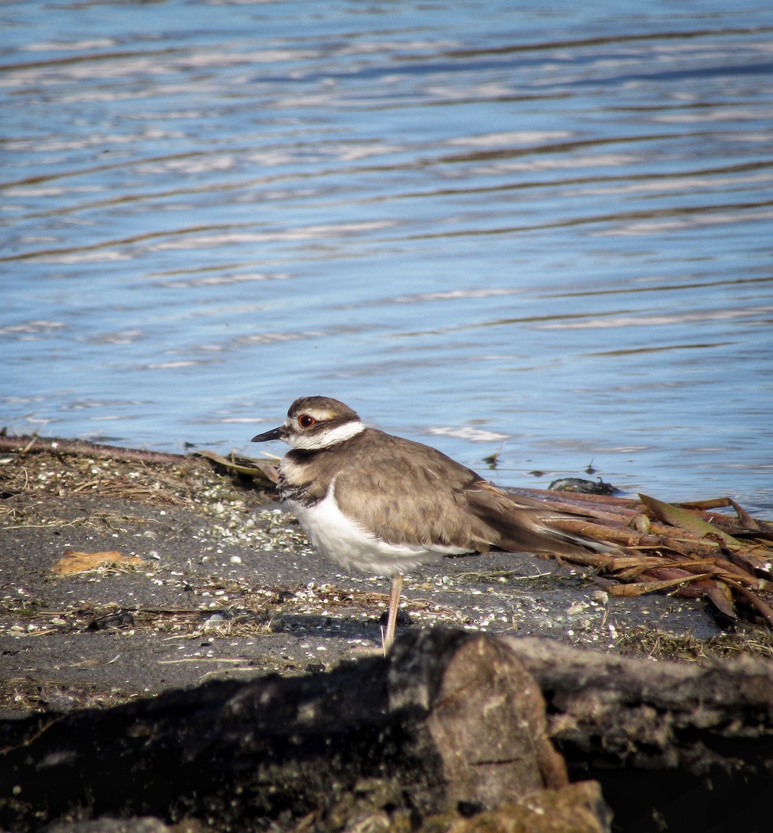 Killdeer - ML616896766