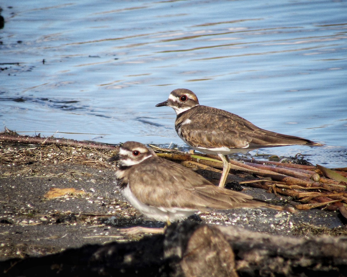 Killdeer - ML616896767