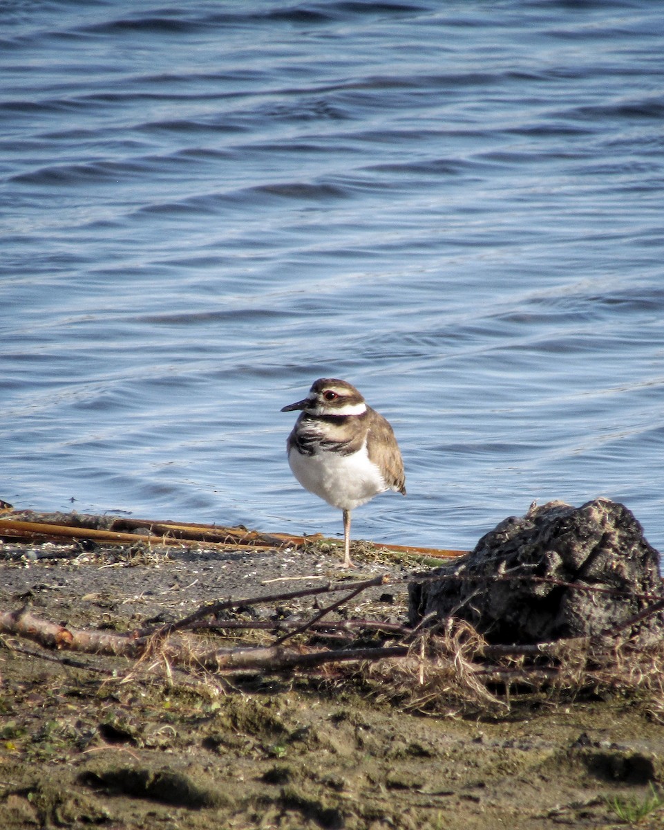 Killdeer - emily gorda