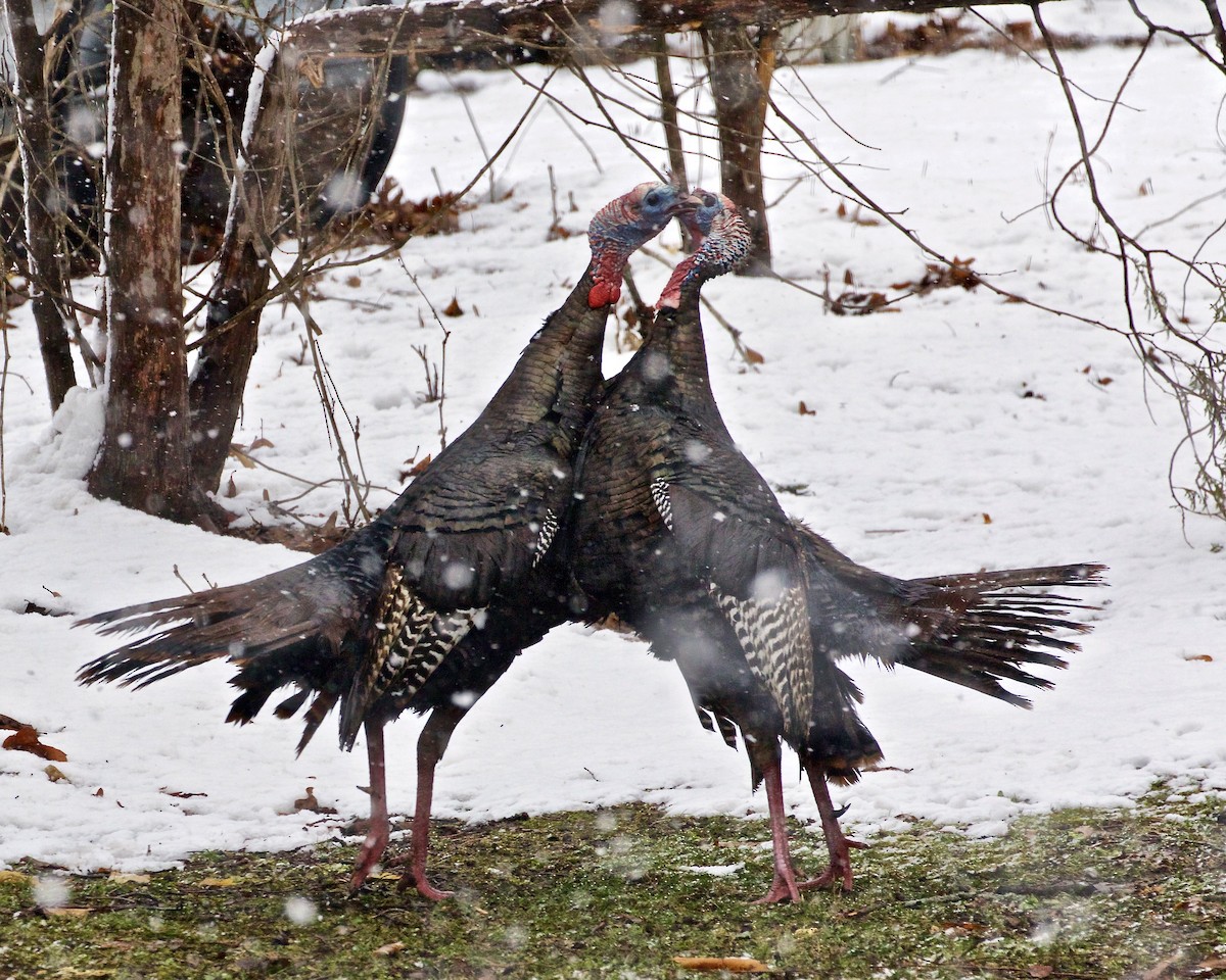 Wild Turkey - ML616896774