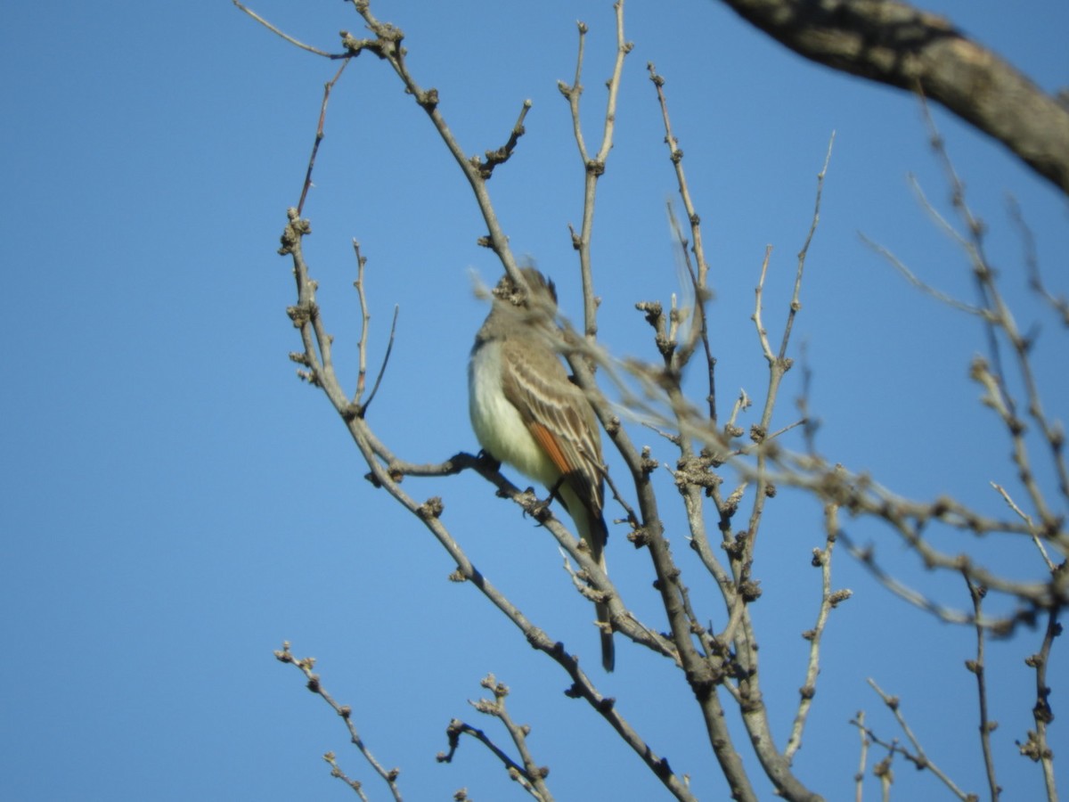 Ash-throated Flycatcher - ML616896779