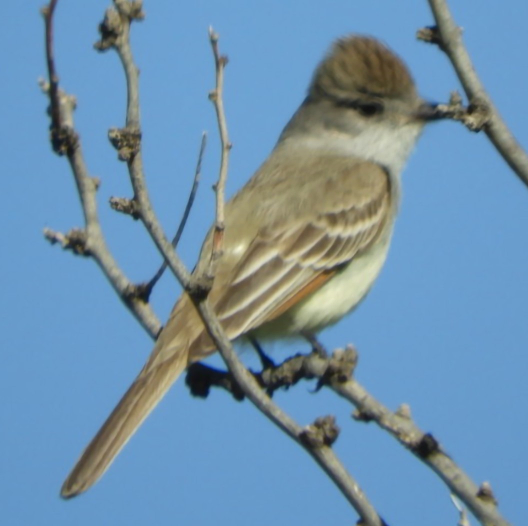 Ash-throated Flycatcher - ML616896781