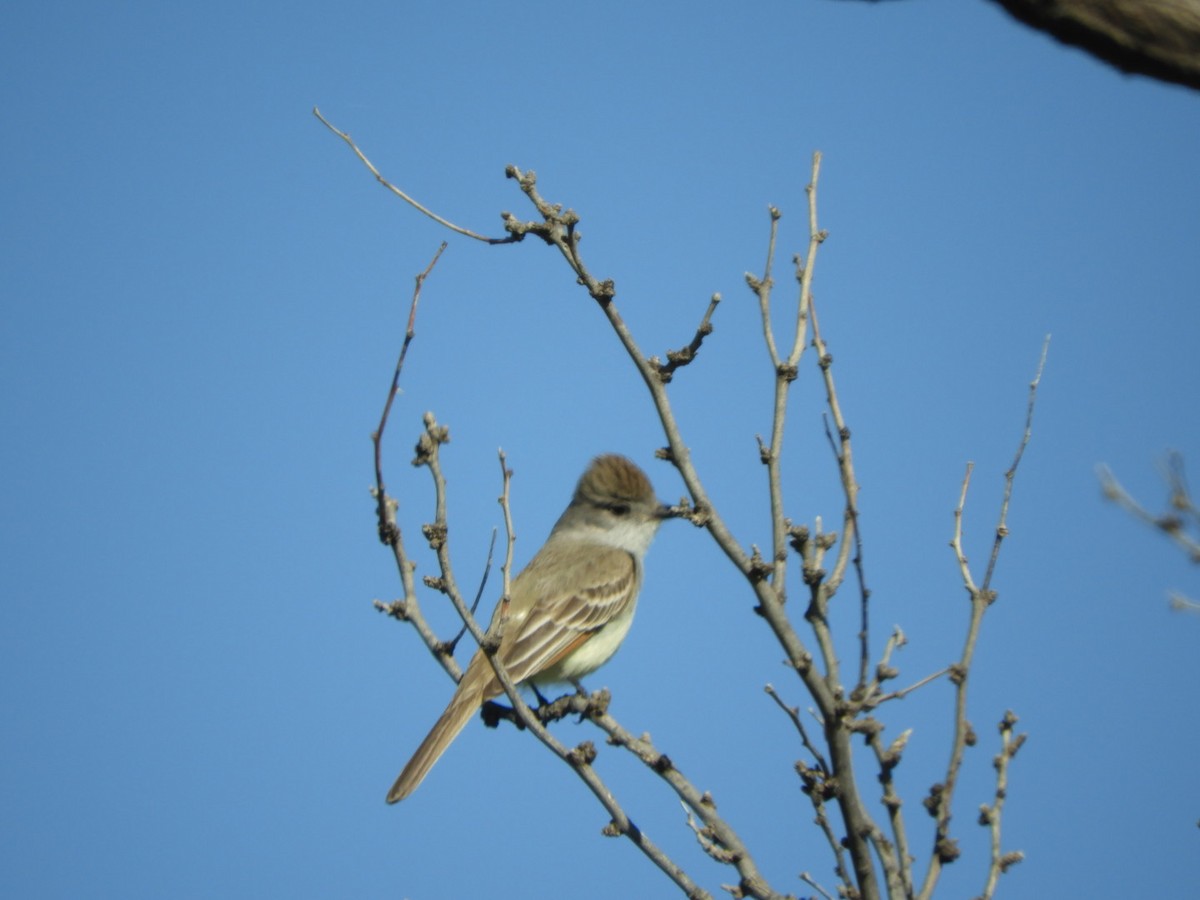 Ash-throated Flycatcher - Don Stanley