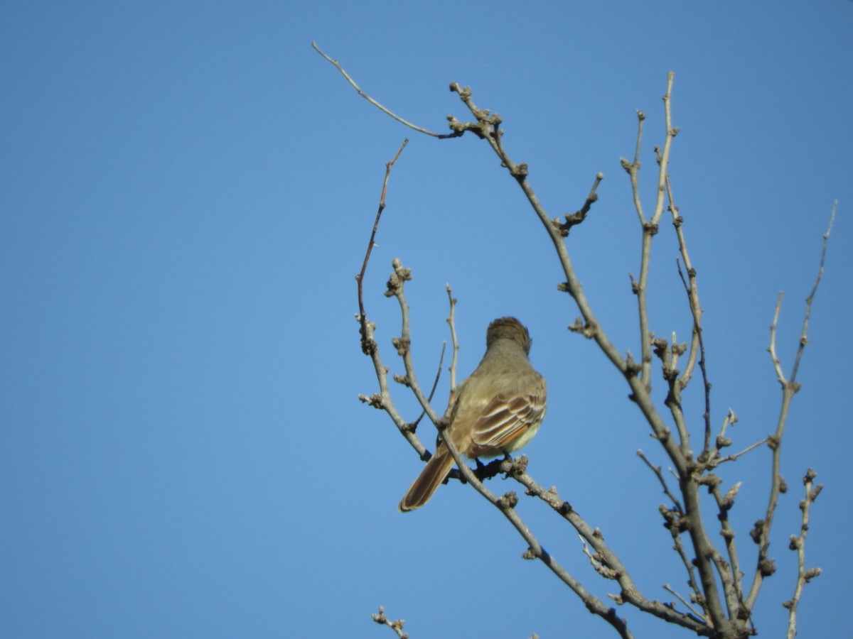 Ash-throated Flycatcher - ML616896783