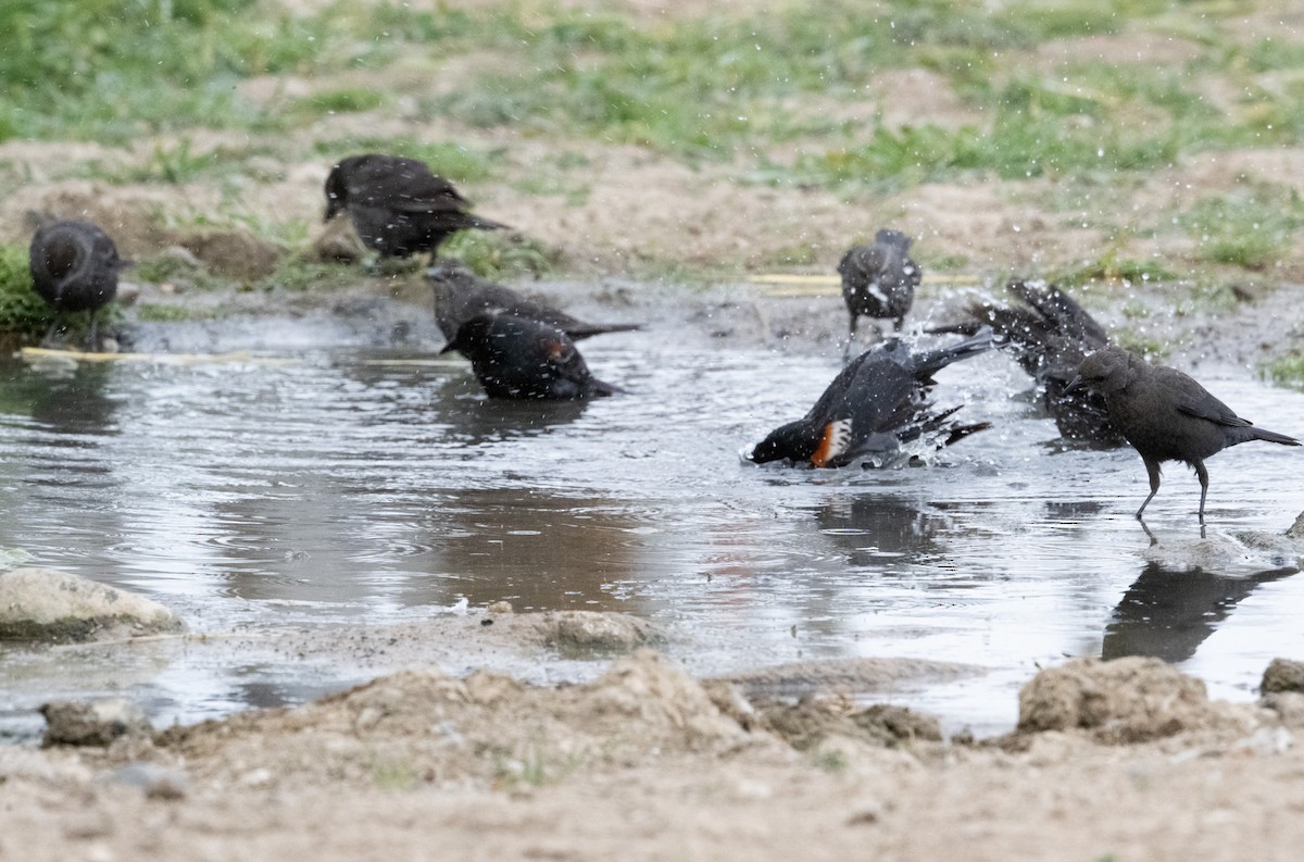 Tricolored Blackbird - Mark Rauzon