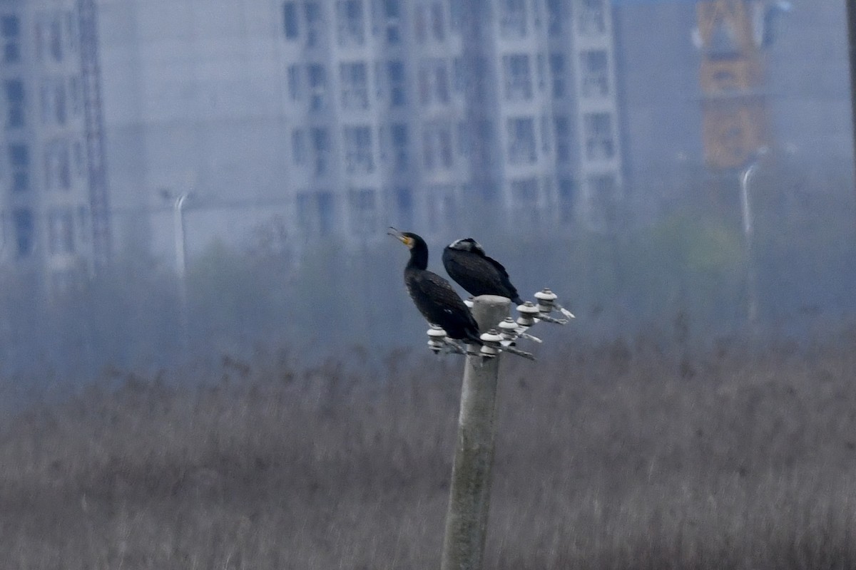 Great Cormorant - ML616896822