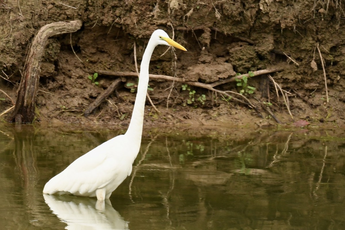 Great Egret - ML616896831