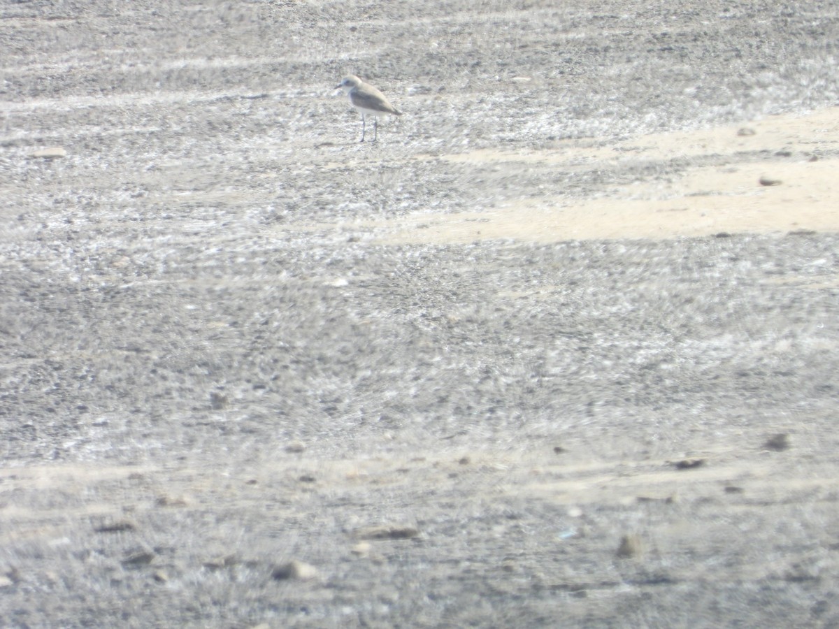 Greater Sand-Plover - Sławomir Karpicki