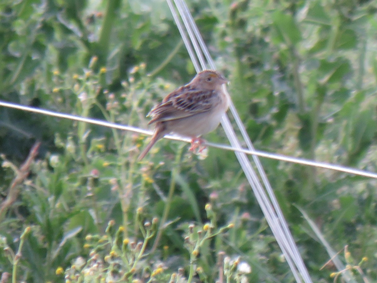 Grasshopper Sparrow - ML616896933