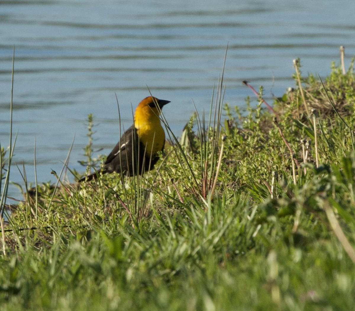 Yellow-headed Blackbird - ML616896971