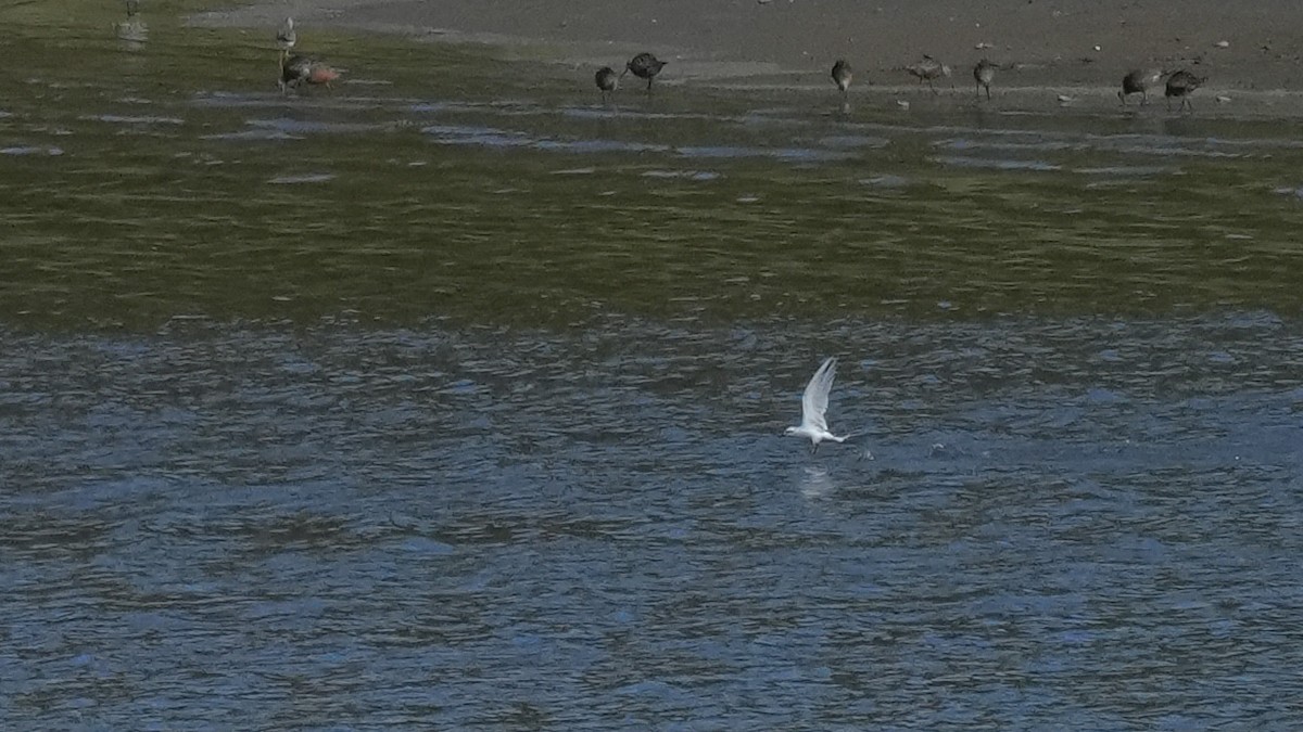 Weißscheitel-Seeschwalbe - ML616896972