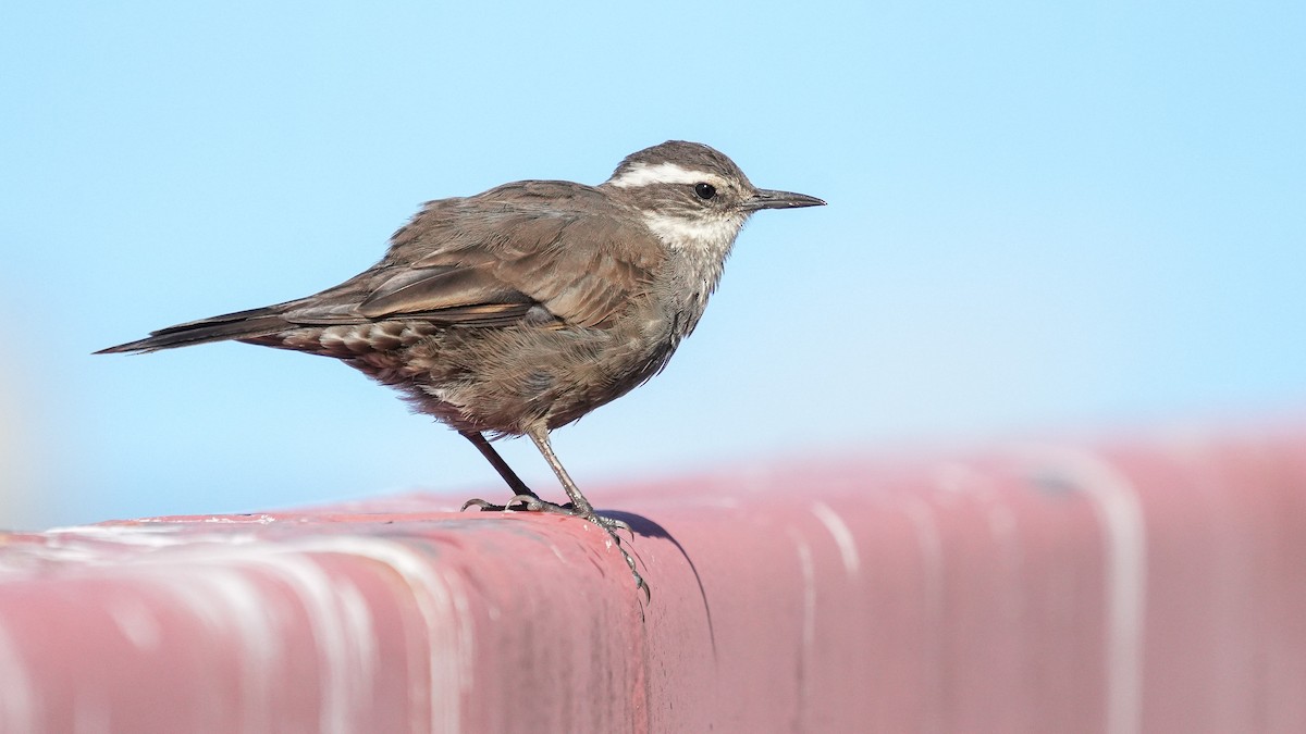 Dark-bellied Cinclodes - ML616896986