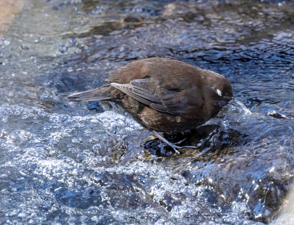 Brown Dipper - Dan Parliament