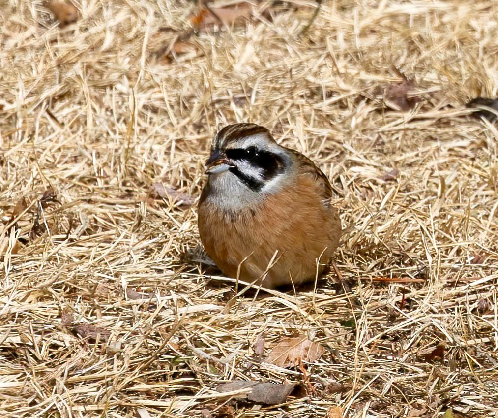 Meadow Bunting - ML616897032