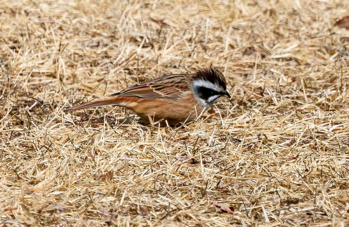 Meadow Bunting - ML616897034