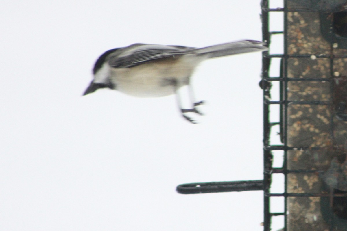 Black-capped Chickadee - ML616897054