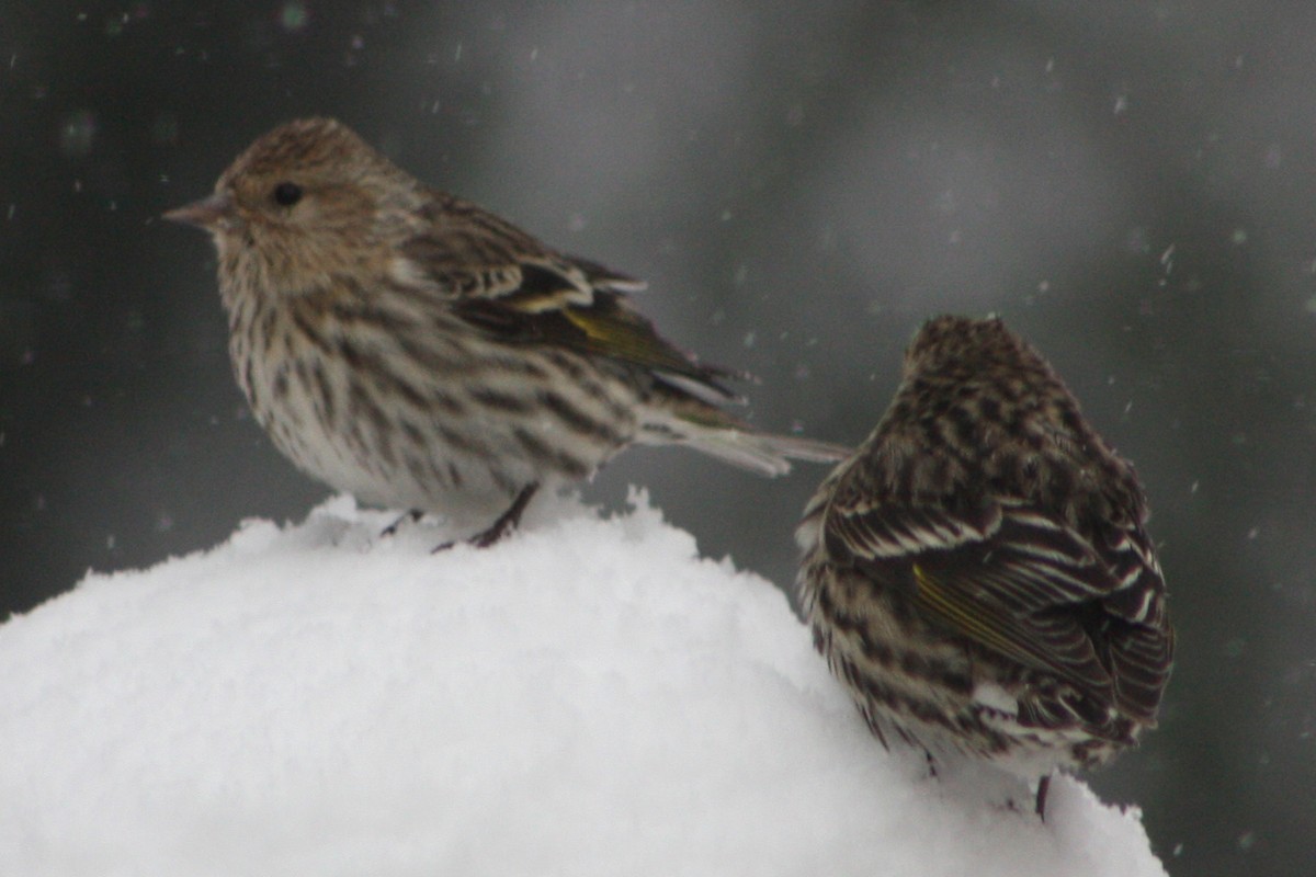 Pine Siskin - ML616897060