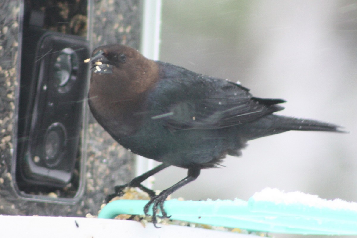 Brown-headed Cowbird - ML616897098