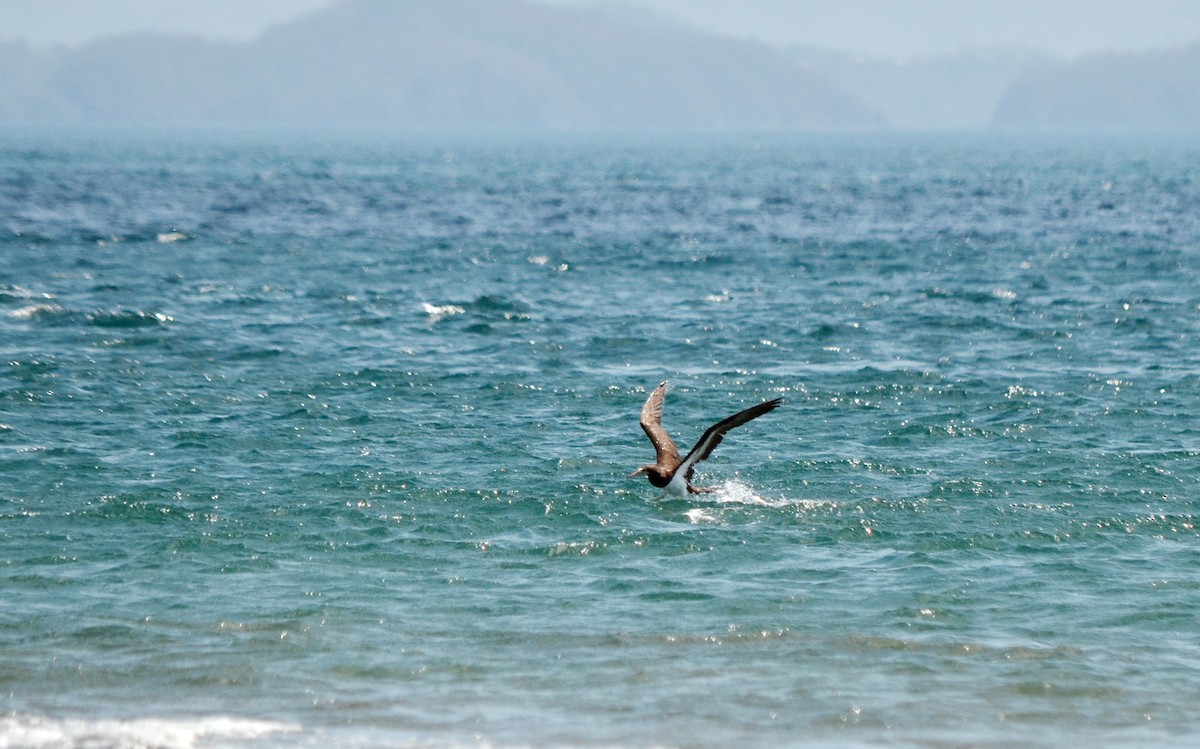 Brown Booby - ML616897101