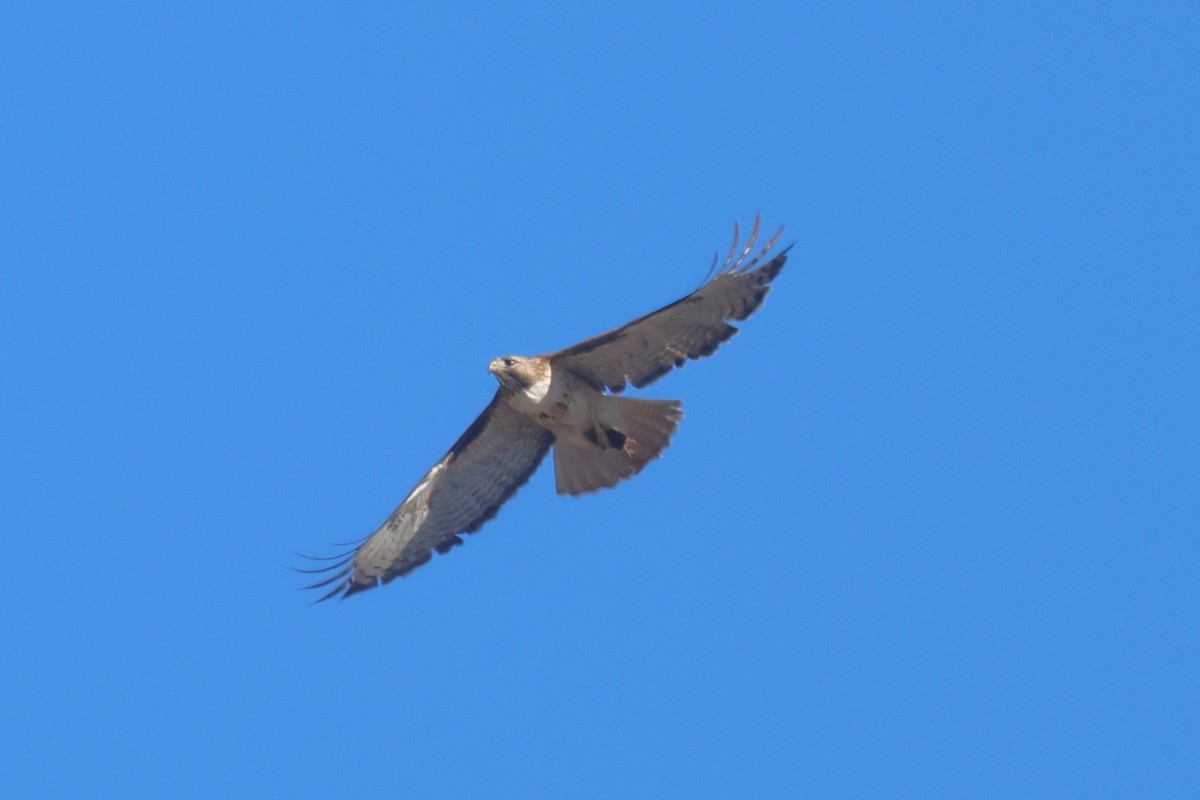 Red-tailed Hawk - Mike Malmquist