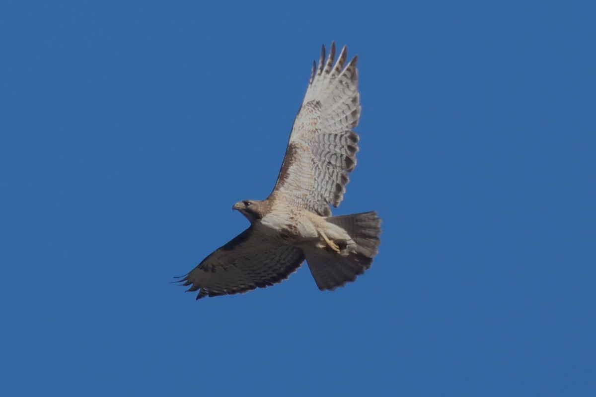 Red-tailed Hawk - Mike Malmquist