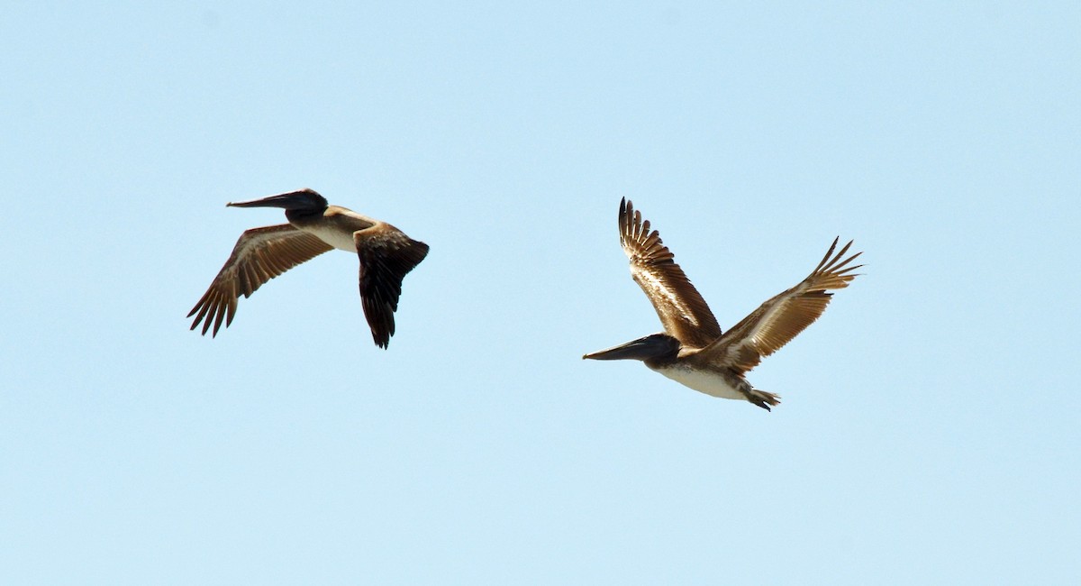 Brown Pelican - ML616897111