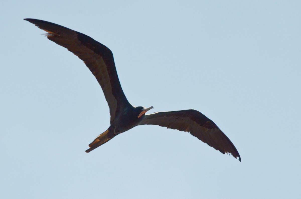 Magnificent Frigatebird - ML616897114