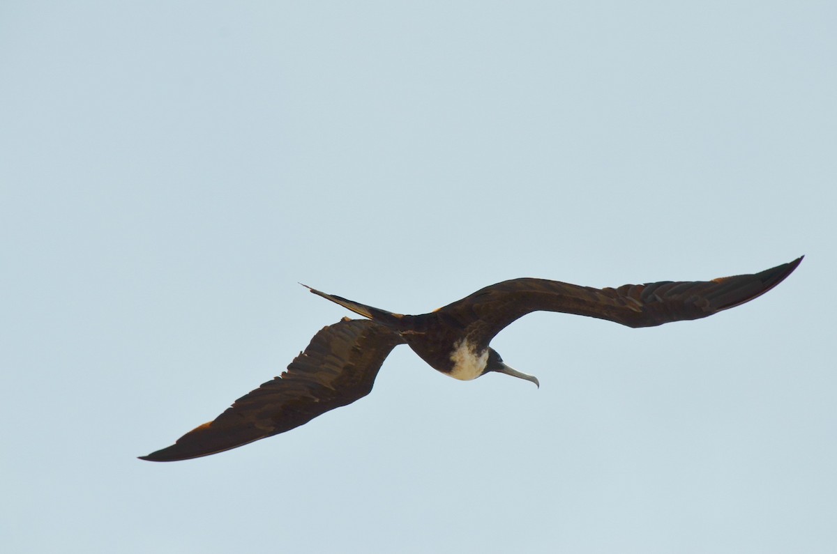 Magnificent Frigatebird - ML616897121