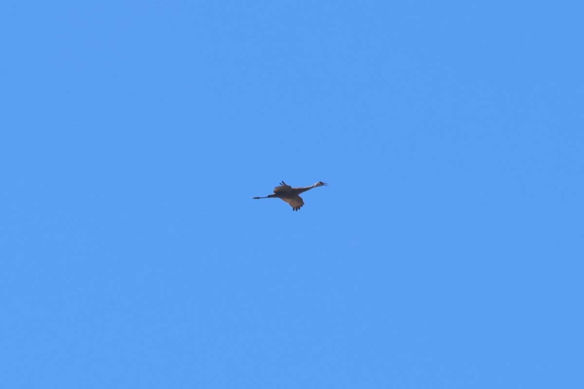 Sandhill Crane - Mike Malmquist