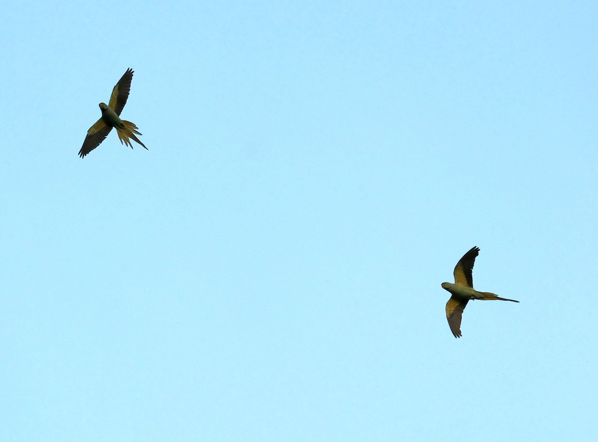 Rose-ringed Parakeet - ML616897159