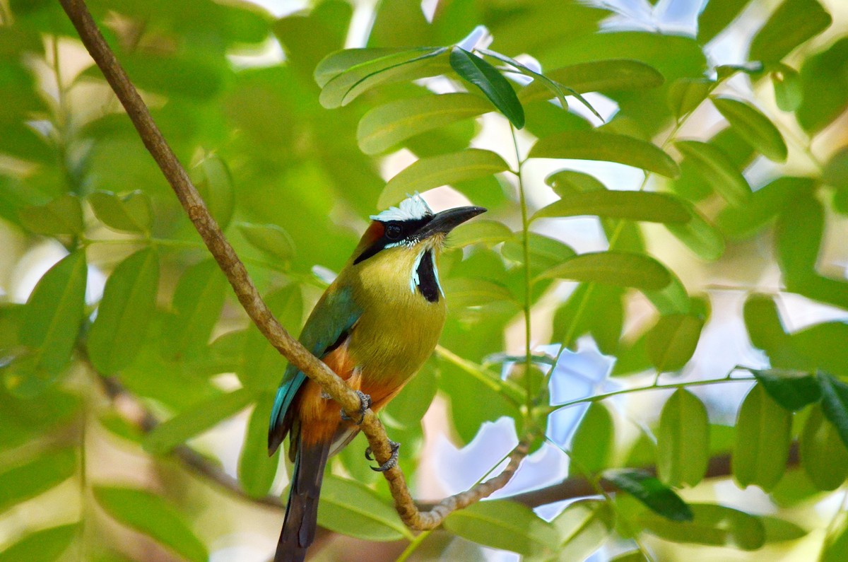 Turquoise-browed Motmot - ML616897174