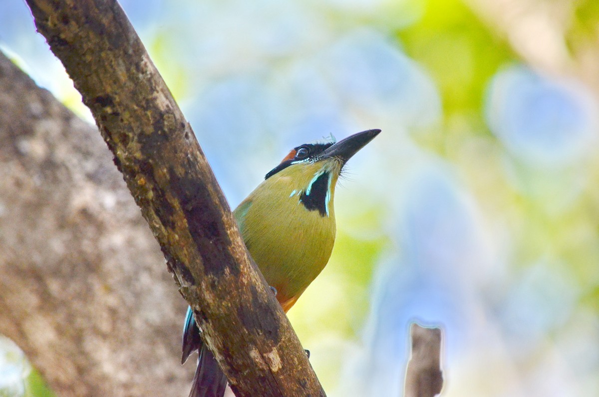 Turquoise-browed Motmot - ML616897176