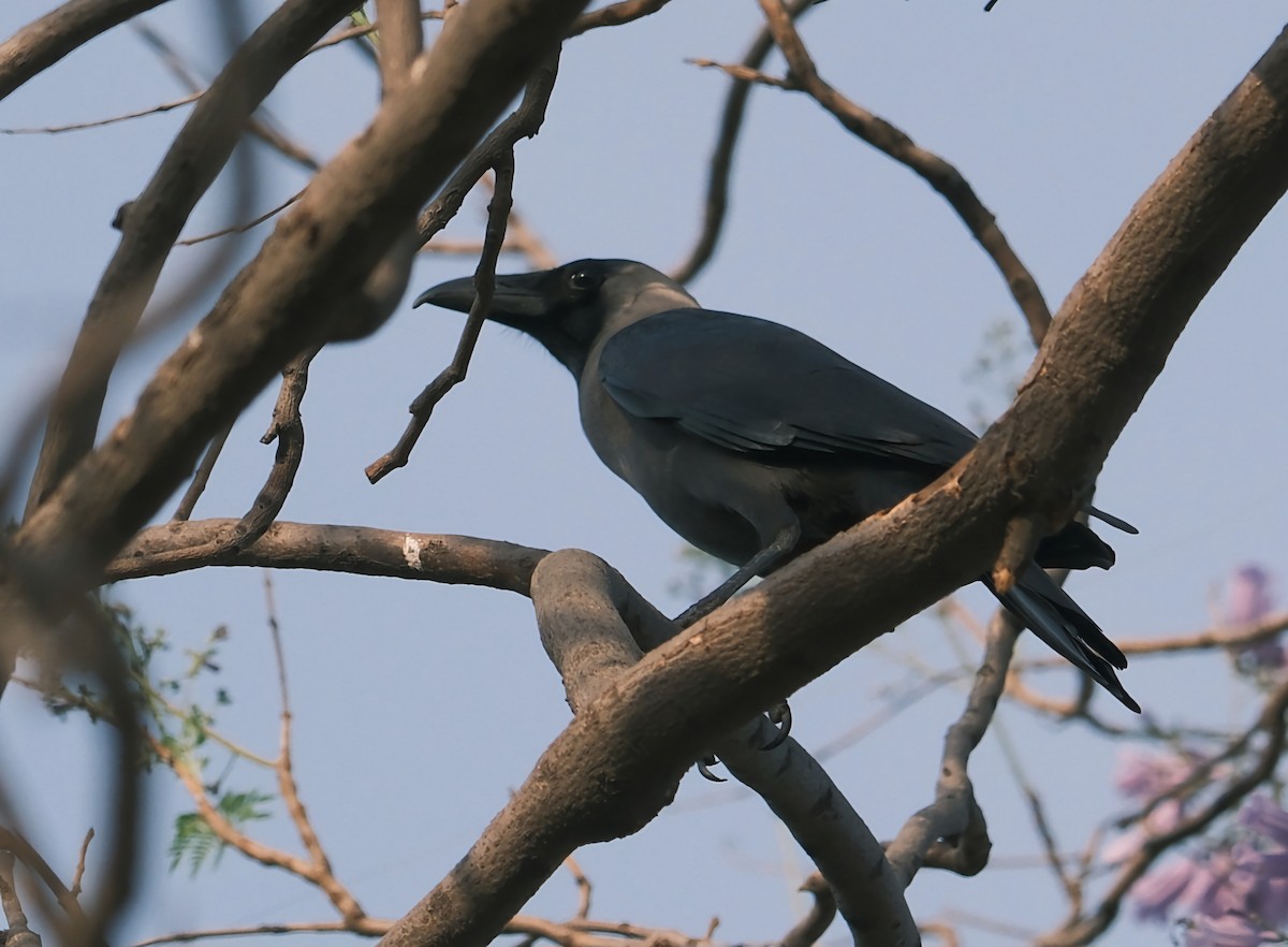 House Crow - ML616897177