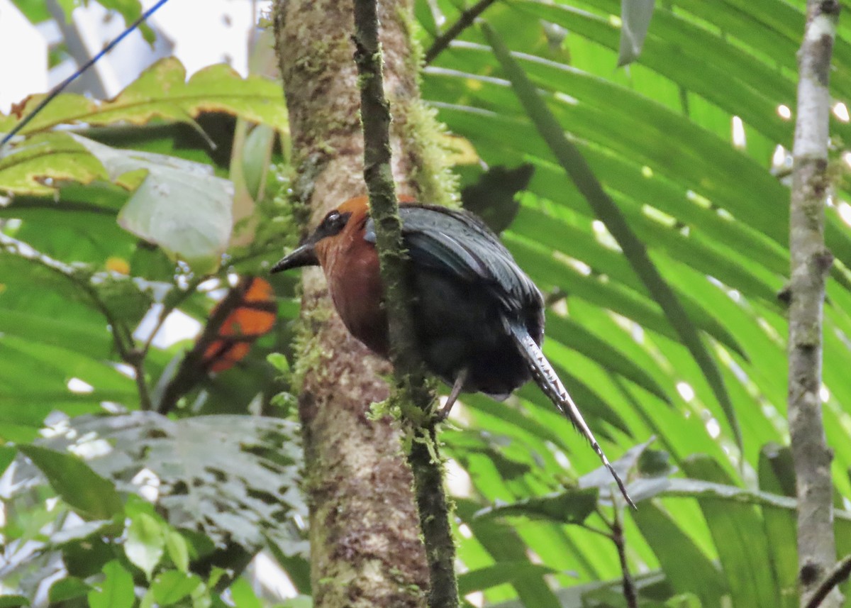 Rufous Motmot - ML616897184