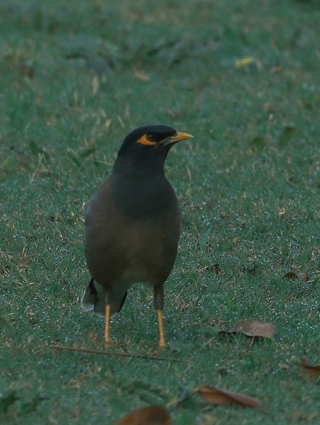 Common Myna - ML616897194