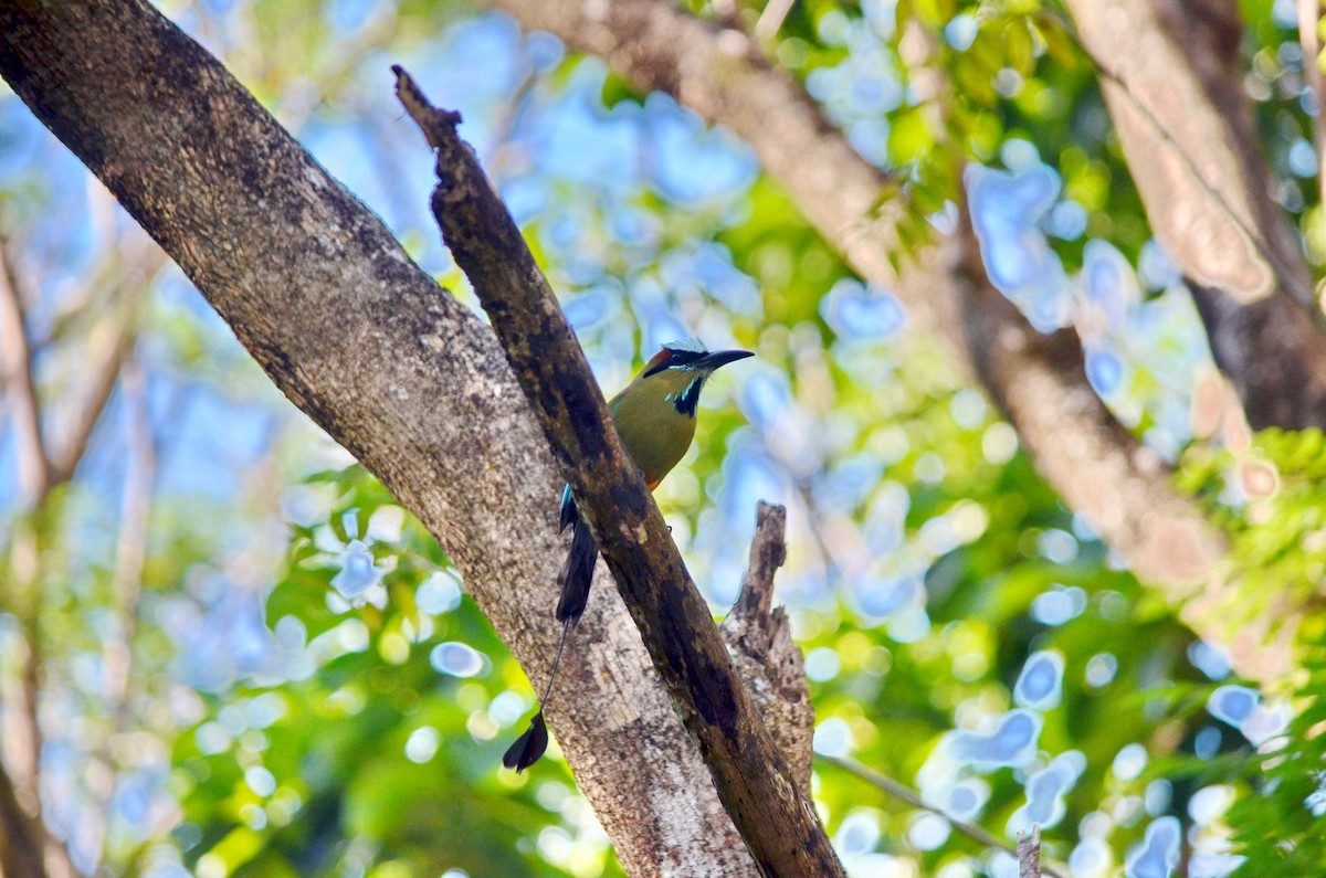 Turquoise-browed Motmot - ML616897195