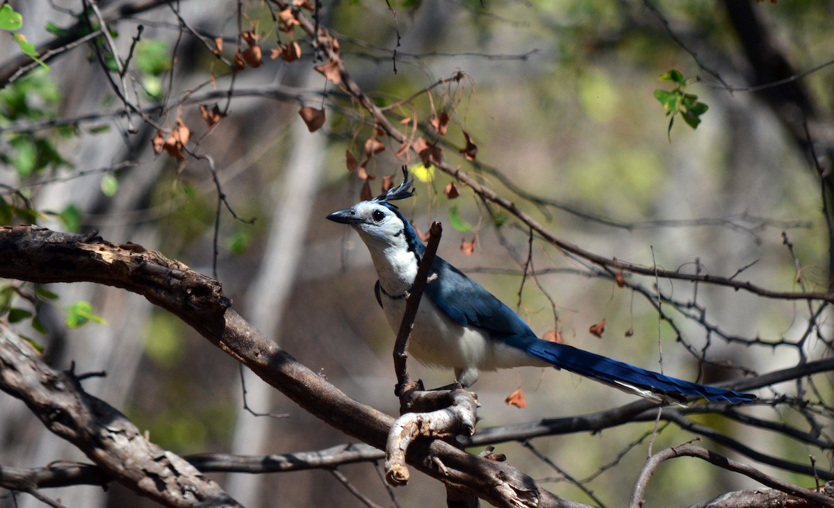 White-throated Magpie-Jay - ML616897200