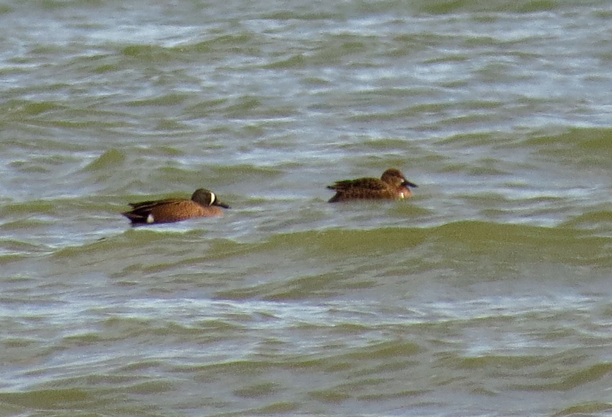 Blue-winged Teal - Tammy Hester