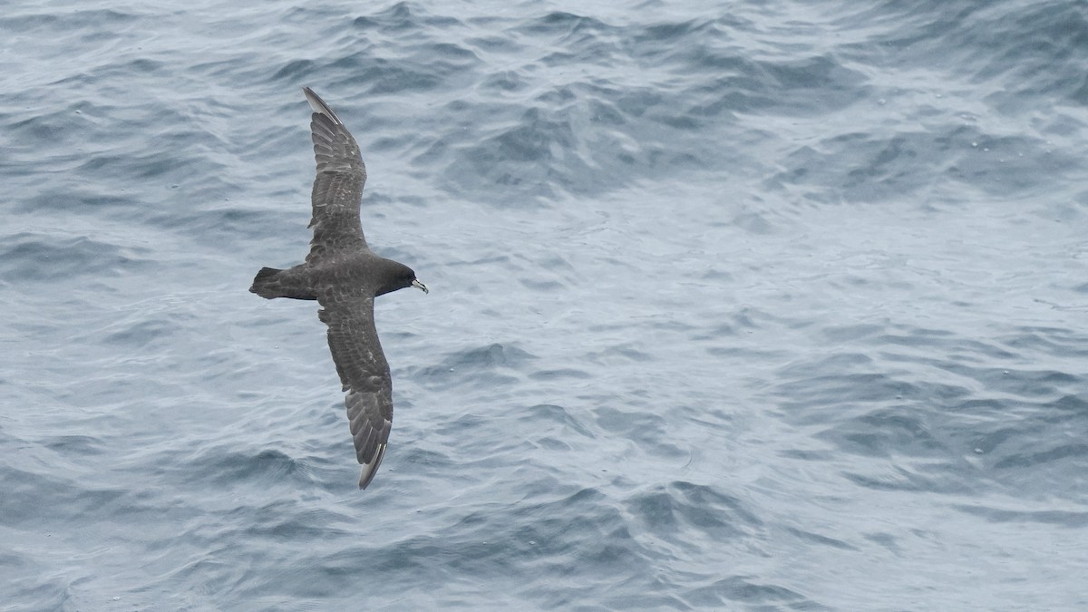 White-chinned Petrel - ML616897222