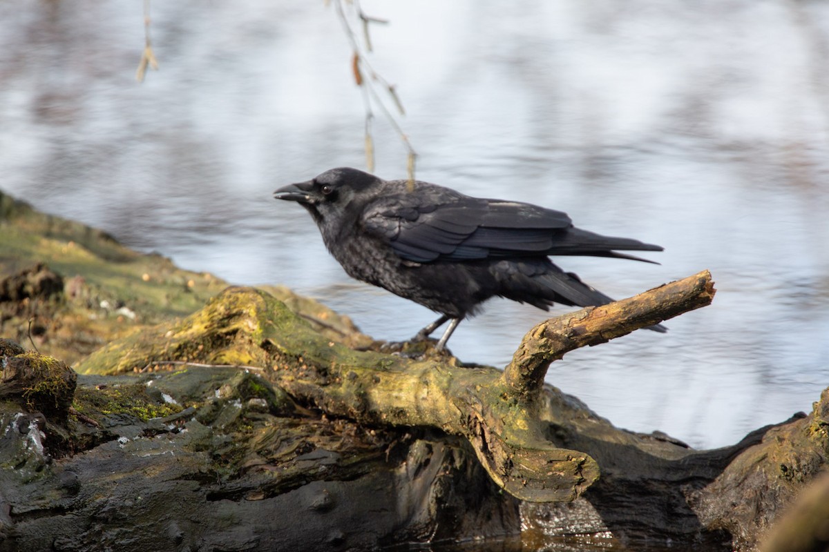 American Crow - ML616897265
