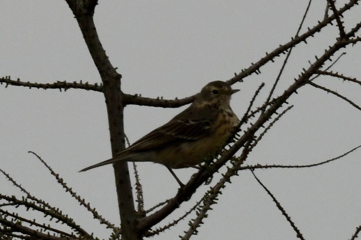 Water Pipit - ML616897281