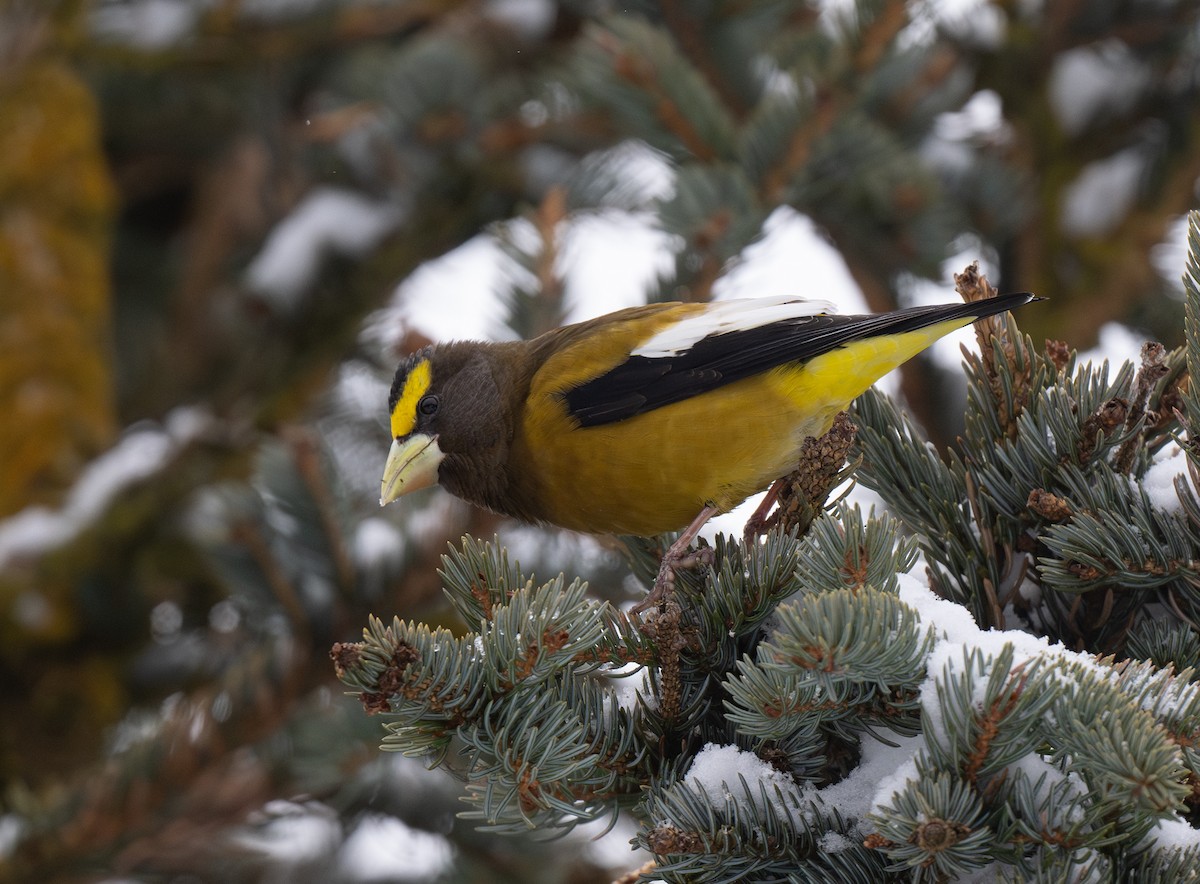 Evening Grosbeak - ML616897311