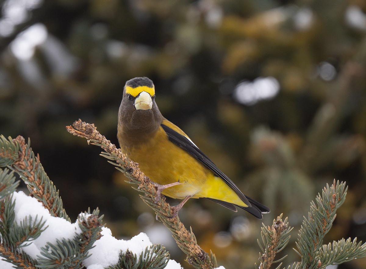 Evening Grosbeak - ML616897312